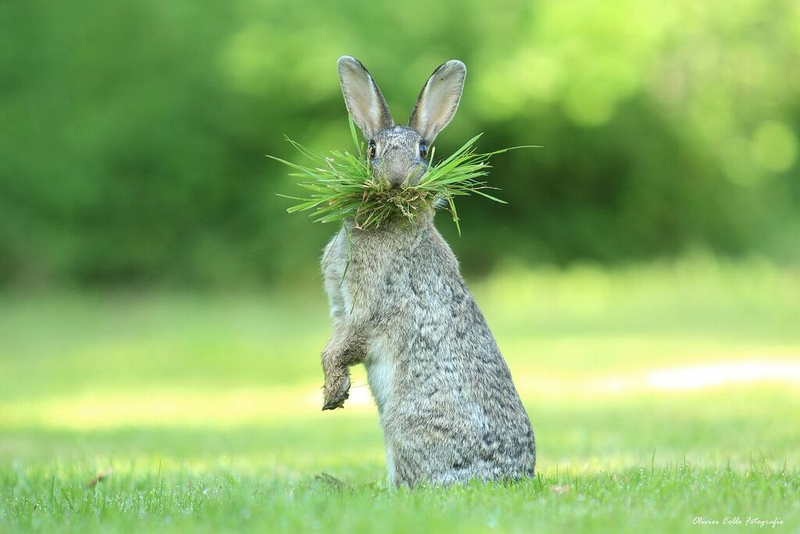 Image: Oliver Colle/Comedy Wildlife Photo Awards